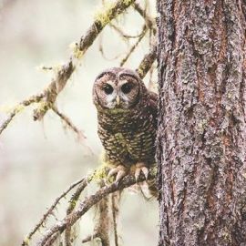 Waiting for Owls
